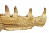 Mosasaur (Prognathodon?) Jaw with Seven Teeth - Morocco #270915-4